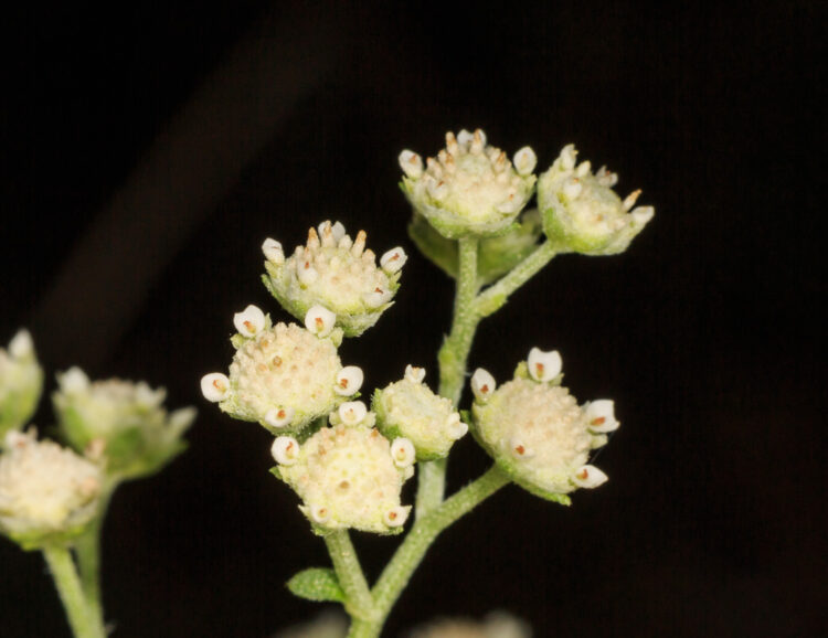 Gray's feverfew, Parthenium confertum, Parthenium confertum var. confertum, Parthenium confertum var. divaricatum, Parthenium confertum var. intermedium, Parthenium confertum var. lyratum, Parthenium confertum var. microcephalum, Parthenium hysterophorus var. lyratum, Parthenium lyratum