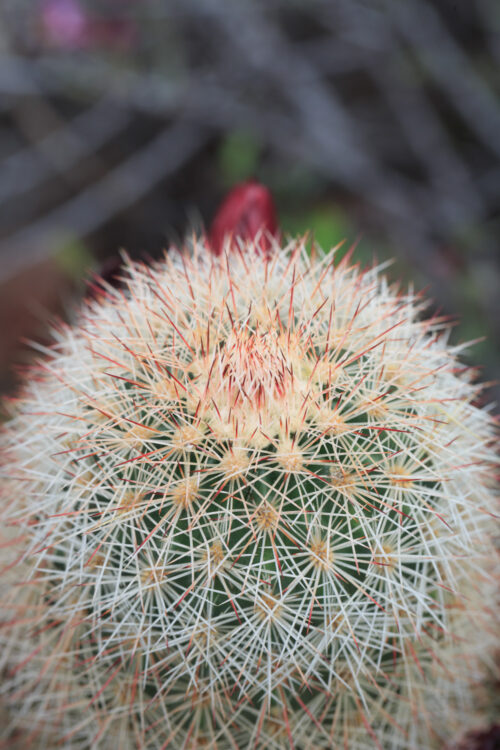 Brownspine hedgehog cactus, Echinocereus russanthus, Rusty Hedgehog Cactus, Rusty hedgehog cactus