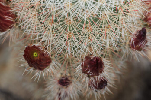 Brownspine hedgehog cactus, Echinocereus russanthus, Rusty Hedgehog Cactus, Rusty hedgehog cactus