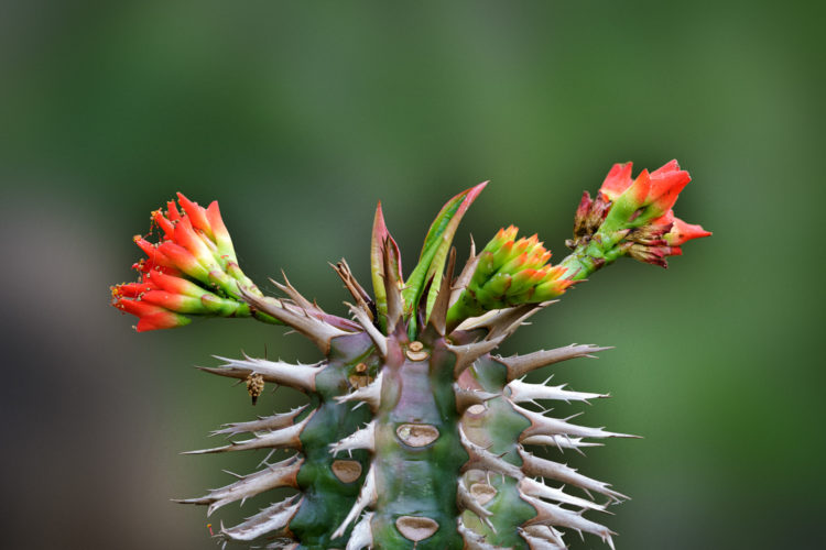 Cactus at the Fairchild Botanical Garden
