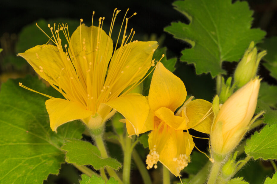 Blazingstar, Eucnide bartonioides Zucc.
Rock-nettle, Loasaceae, Yellow Rocknettle, Yellow rocknettle, Yellow stingbush
