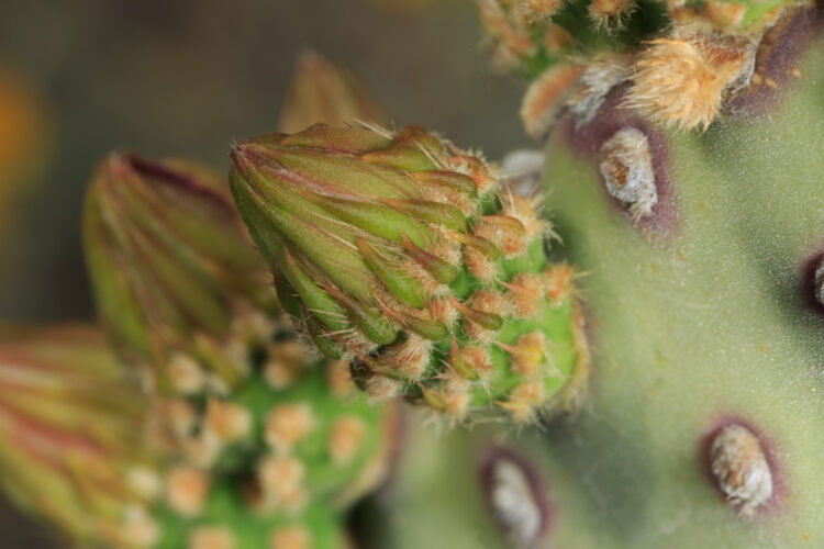 Cactus apple, Opuntia engelmannii Salm-Dyck ex Engelm. var. engelmannii, Prickly Pear Cactus