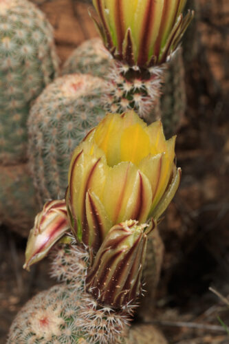 Echinocereus dasyacanthus Engelm., Golden rainbow hedgehog, Spiny Hedgehog Cactus, Spiny hedgehog cactus, Texas rainbow cactus, Yellow Pitaya