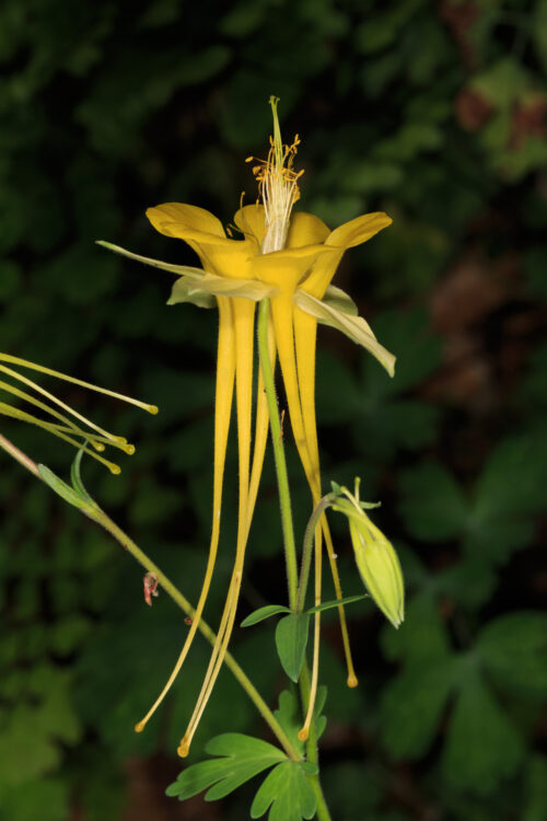 Aquilegia longissima, Longspur Columbine, Longspur yellow columbine