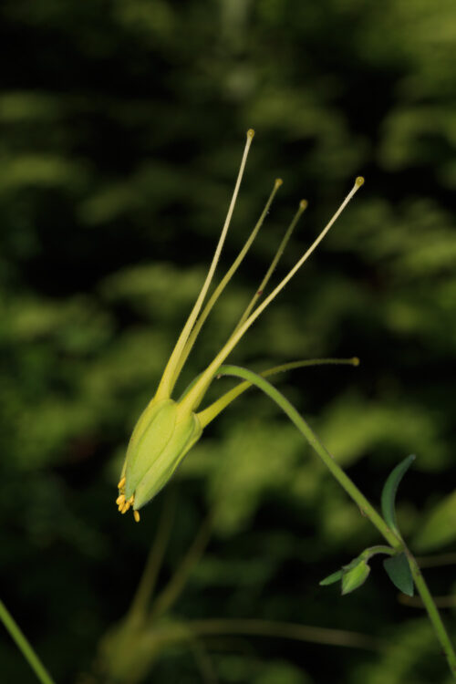 Aquilegia longissima, Longspur Columbine, Longspur yellow columbine