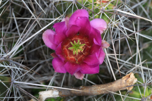 Echinocereus stramineus, Strawberry Hedgehog Cactus, Strawberry hedgehog cactus