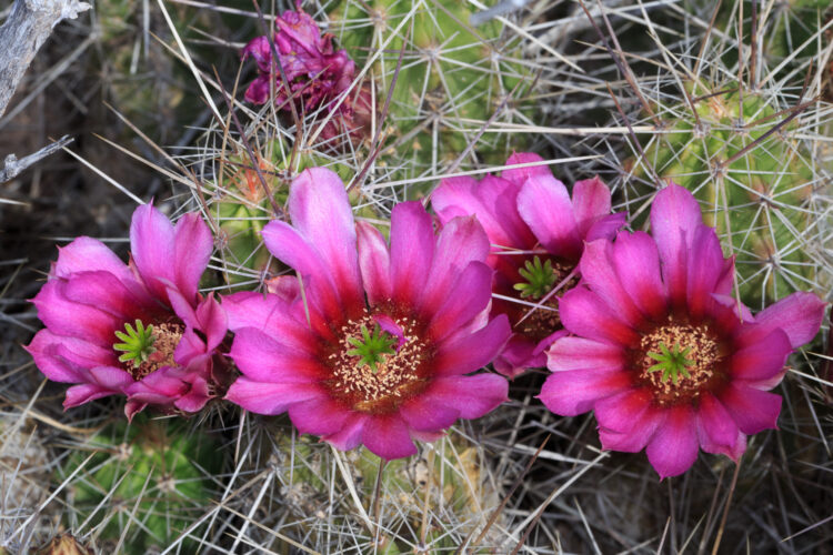 Echinocereus stramineus, Strawberry Hedgehog Cactus, Strawberry hedgehog cactus