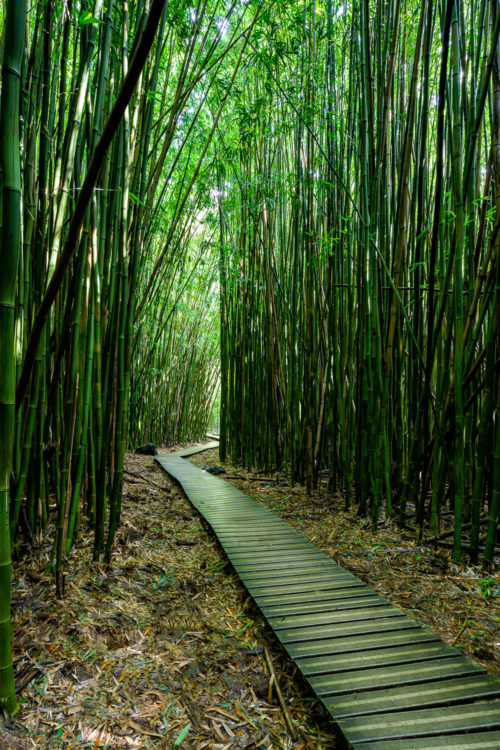 Walkway at the Bamboo Forest