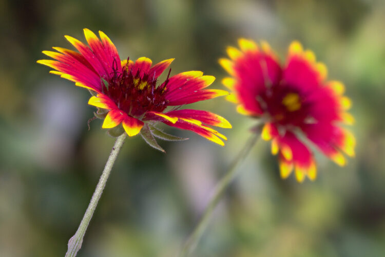 Firewheel, Gaillardia pulchella, Gaillardia pulchella Foug., Indian Blanket