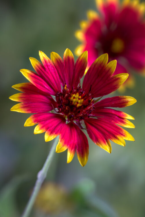 Firewheel, Gaillardia pulchella, Gaillardia pulchella Foug., Indian Blanket