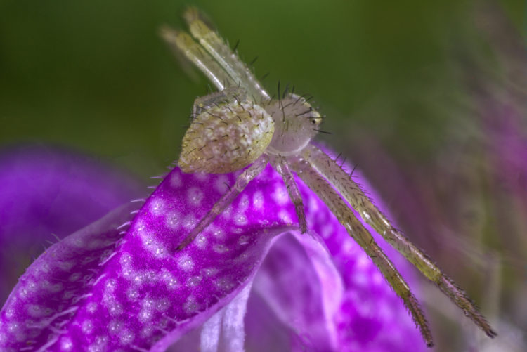 Crab Spider on Purple Horsemint