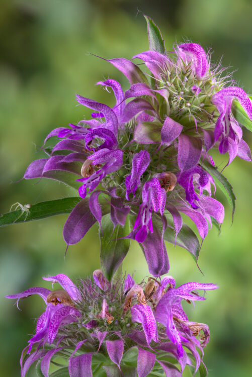 Horsemint, Lemon horsemint, Lemon mint, Monarda citriodora, Monarda citriodora Cerv. ex Lag.
Lemon beebalm, Plains horsemint, Purple Horsemint, Purple horsemint, Purple lemon mint