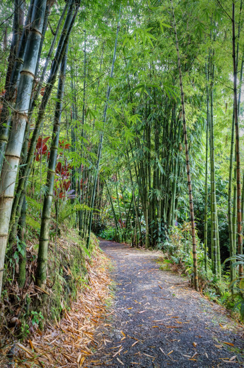 Bamboo Path