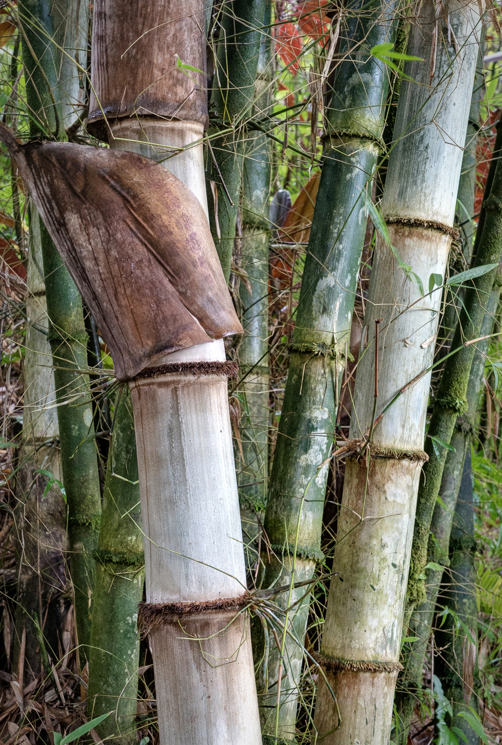 Bamboo in the Garden of Eden