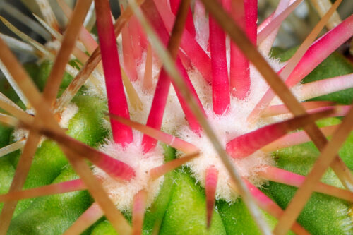Cactus apple, Opuntia engelmannii Salm-Dyck ex Engelm. var. engelmannii, Prickly Pear Cactus