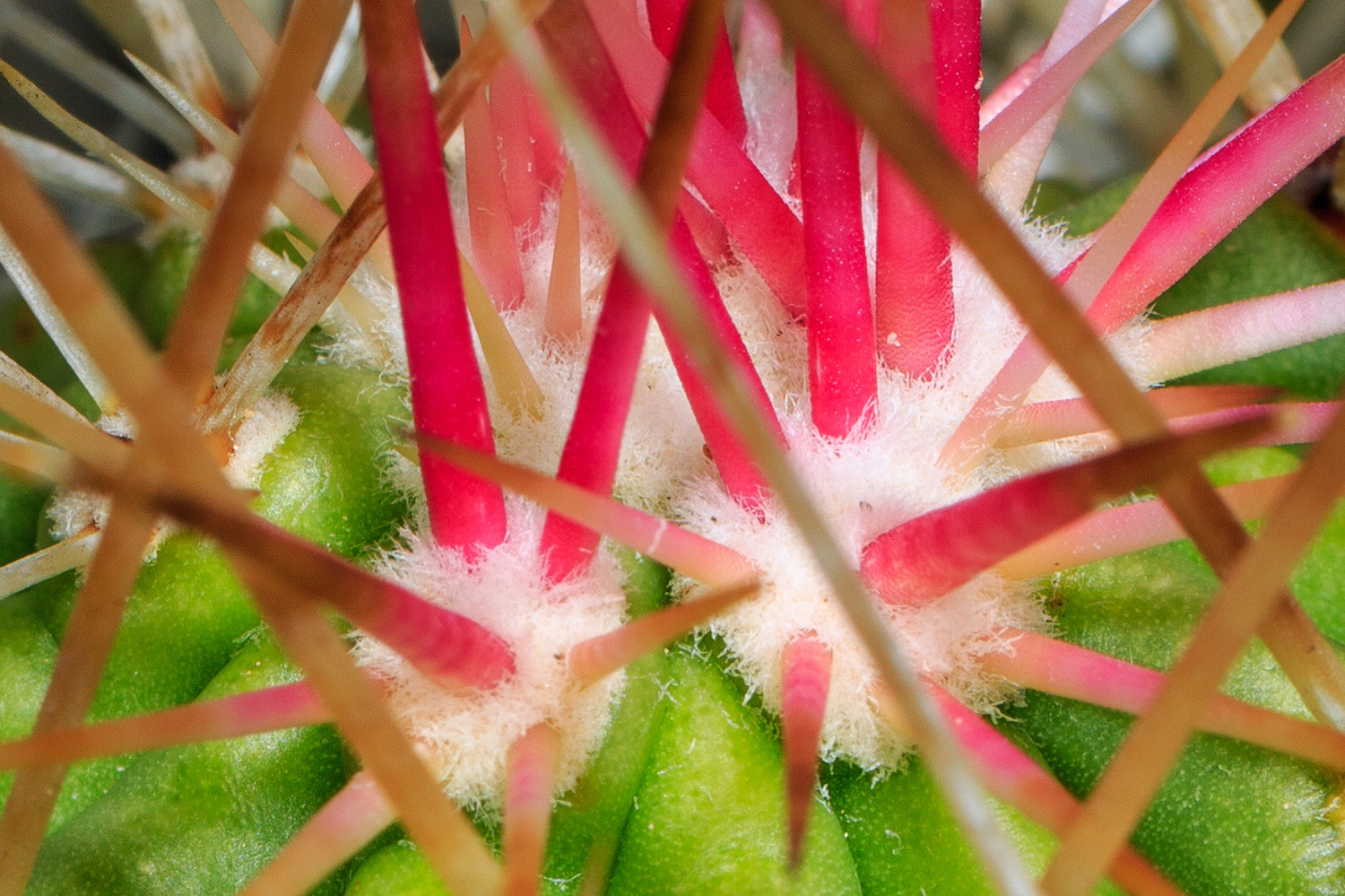 Engelman's Prickly Pear Cactus Detail