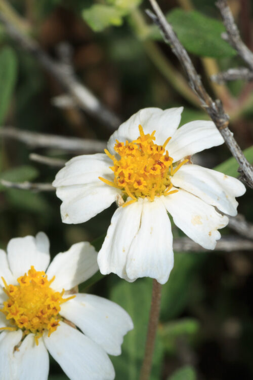 Blackfoot Daisy, Melampodium Leucanthum