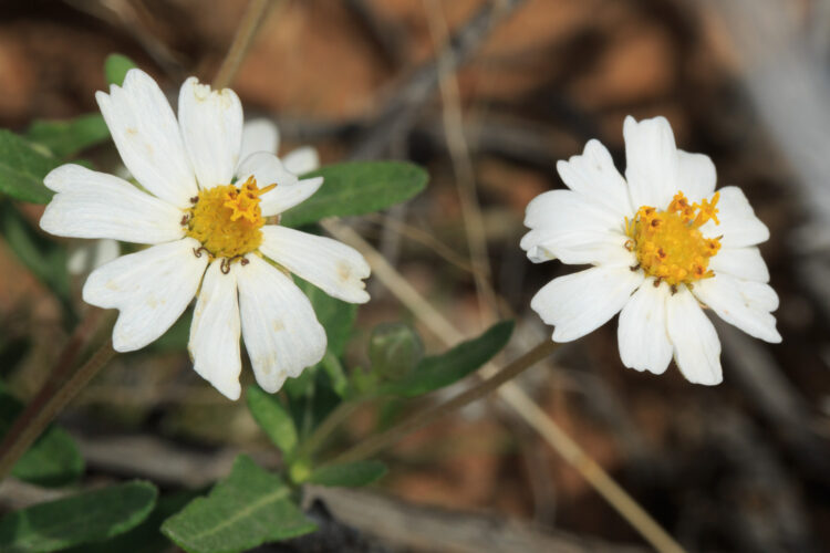 Blackfoot Daisy, Melampodium Leucanthum