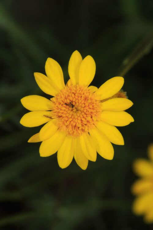 Common Dogweed, Five-needle Fetid Marigold, Fiveneedle pricklyleaf, Parralena, Thymophylla pentachaeta