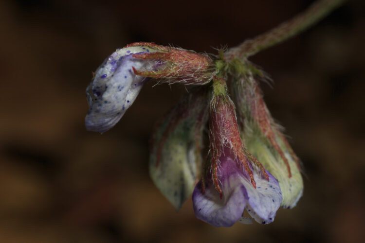 Astragalus nuttallianus var. imperfectus, Big Bend National Park, Turkey Peas, Turkeypeas