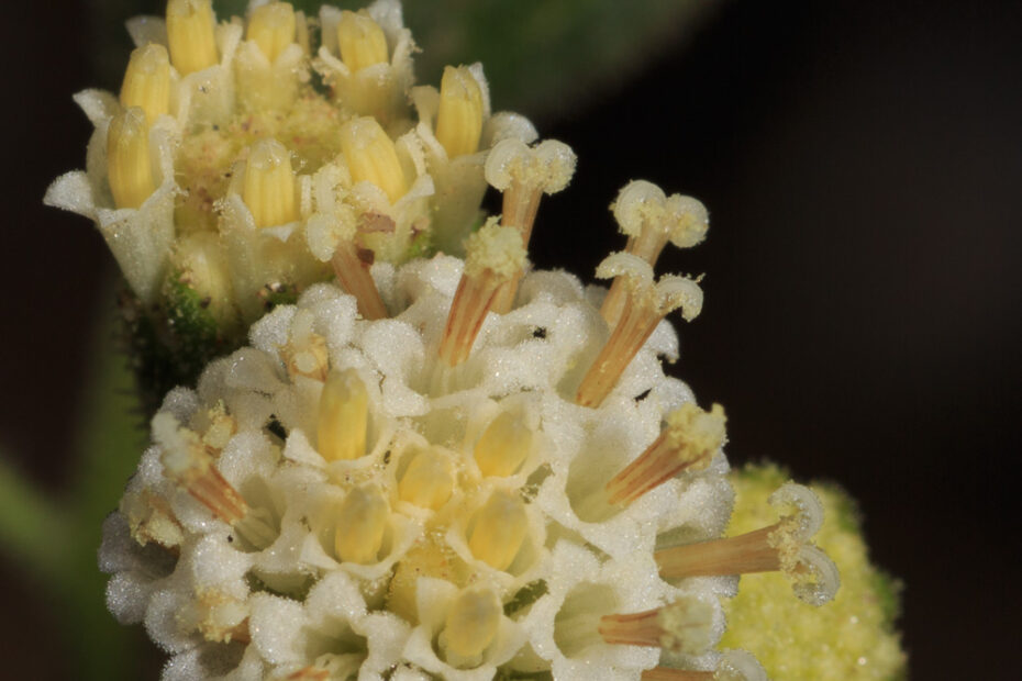 Aster, Asteraceae, Big Bend National Park, Hymenopappus corymbosus, Hymenopappus scabiosaeus var. corymbosus, Old Plainsman