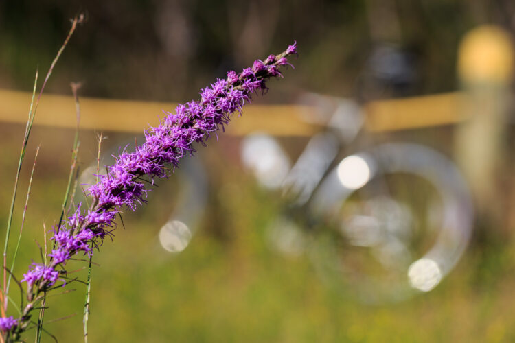 Texas Gayfeather, Walnut Creek Park