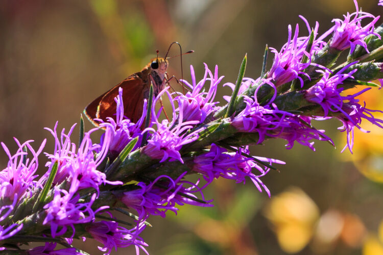 Texas Gayfeather, Walnut Creek Park