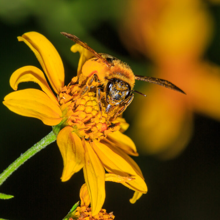 Sunflower and Honey Bee - T. Kahler Photography