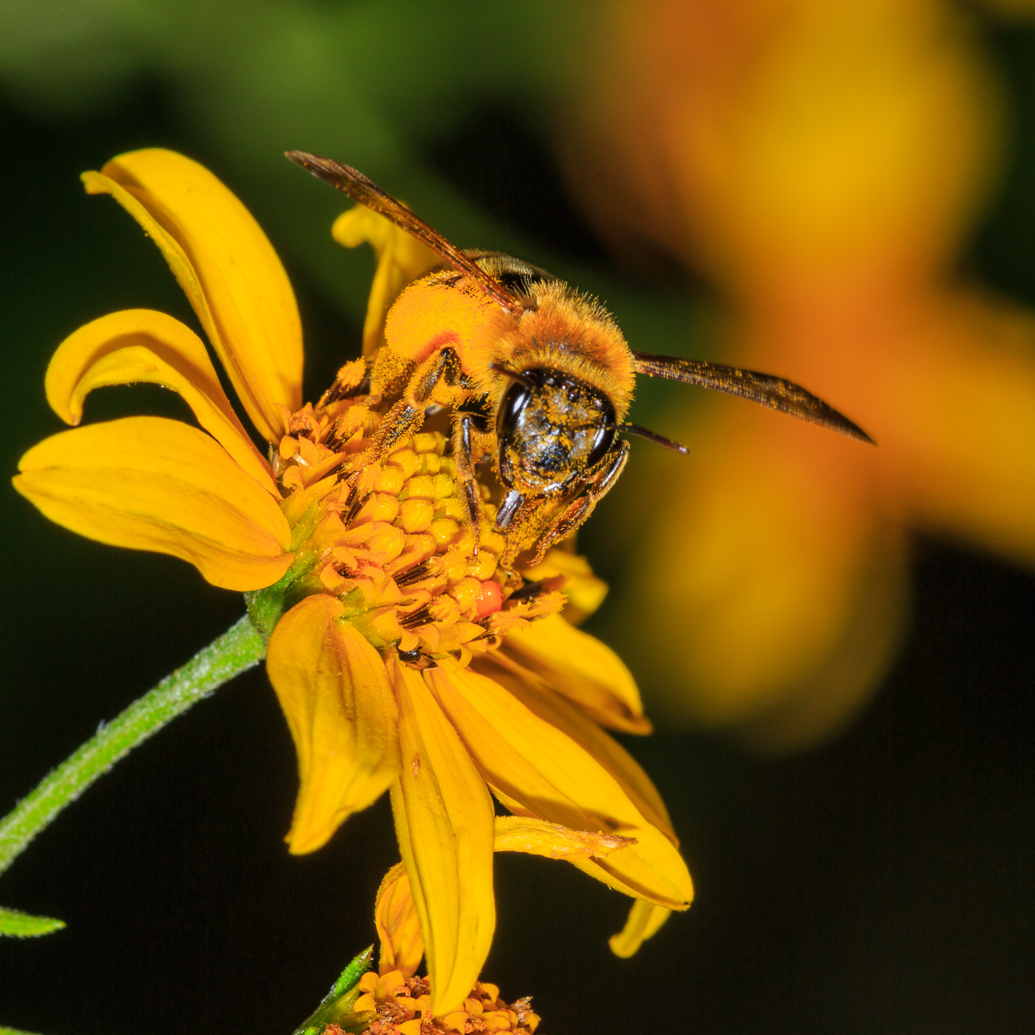 Sunflower and Honey Bee