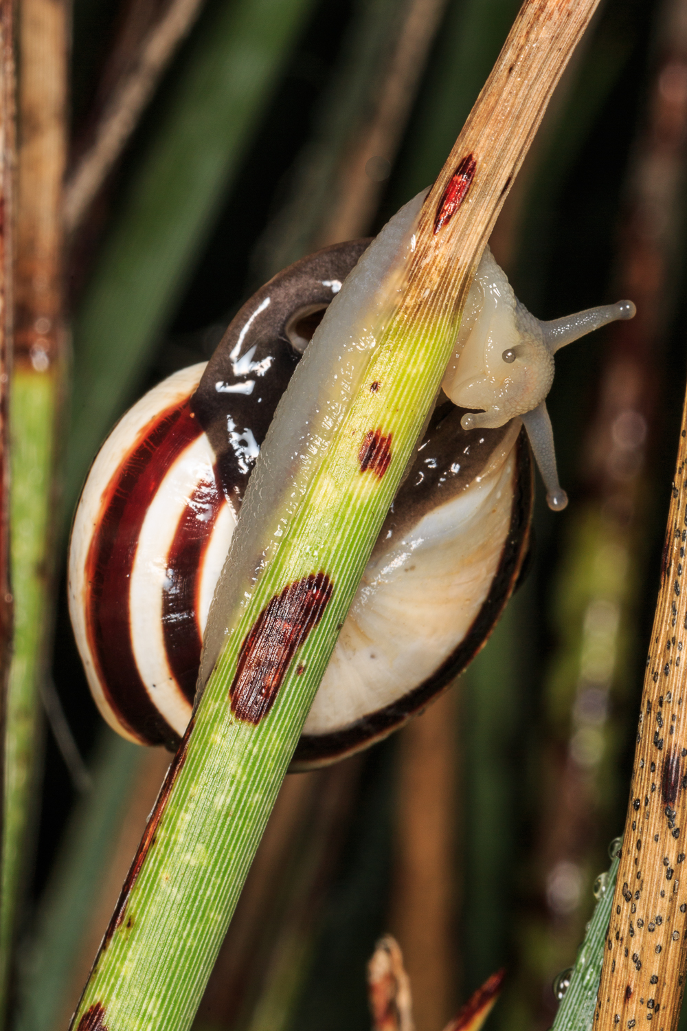 Hanging Snail