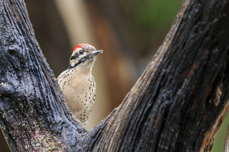 Ladder-backed Woodpecker - Pedernales Falls SP