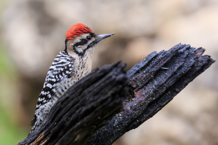Ladder-backed Woodpecker - Pedernales Falls SP