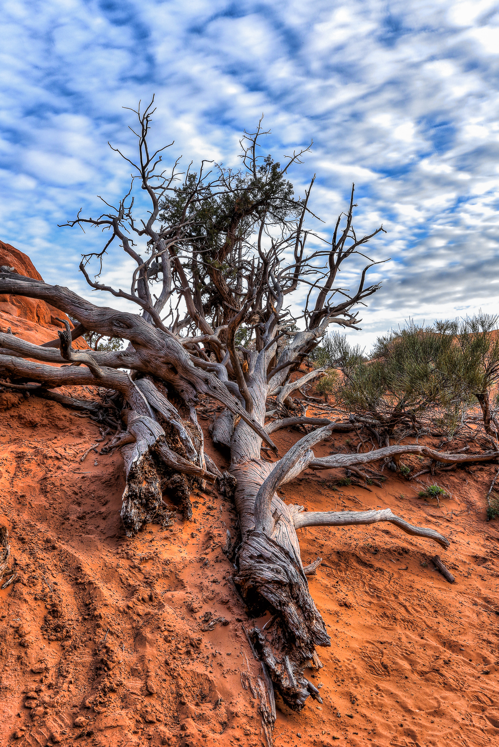 Arches National Park - Dead Tree