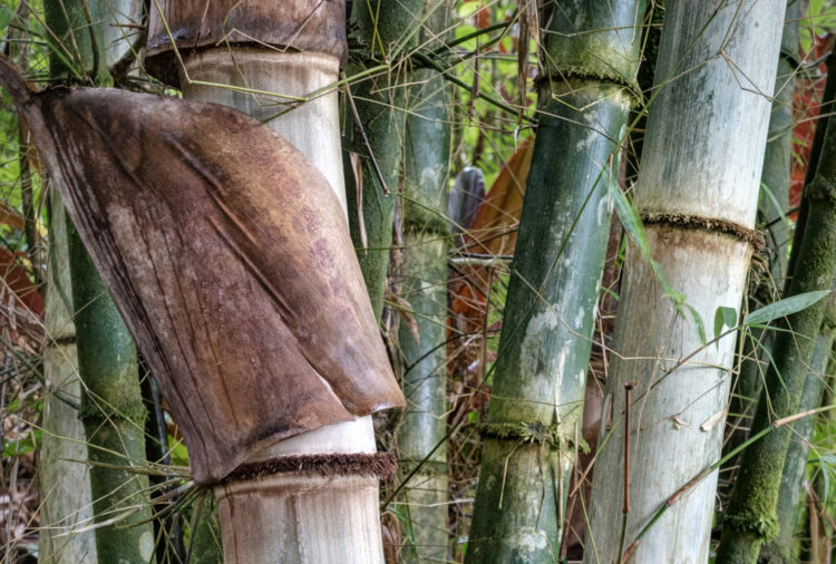 Bamboo in the Garden of Eden
