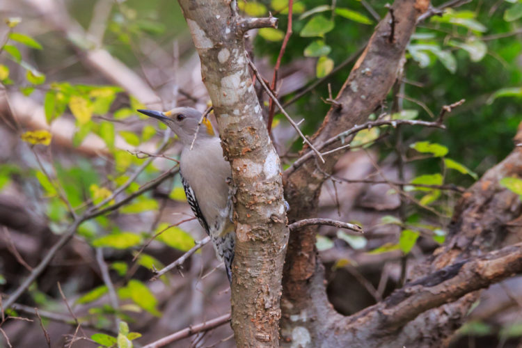 Golden-fronted Woodpecker  - Pedernales Falls SP