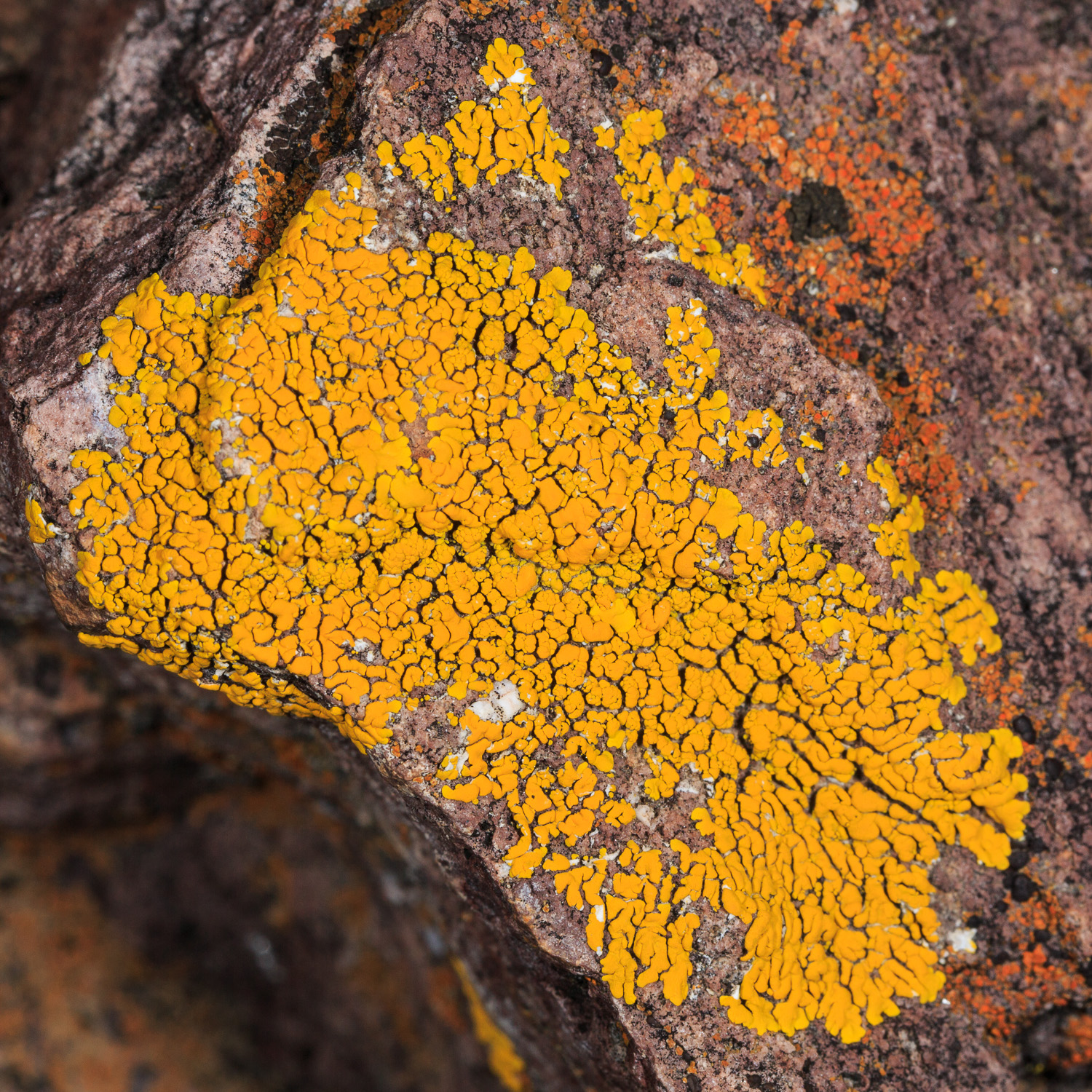 BBNP - Yellow Lichen