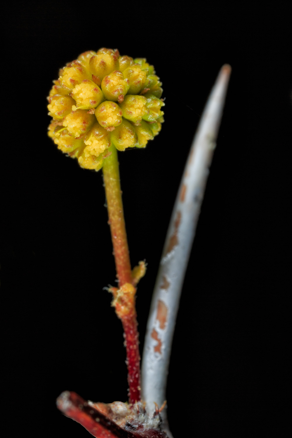 Whitethorn Acacia - BBNP