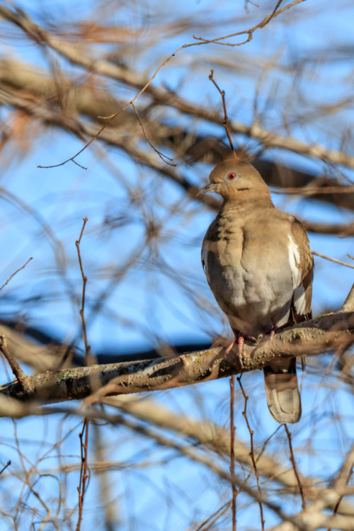 White-winged Dove - WMG