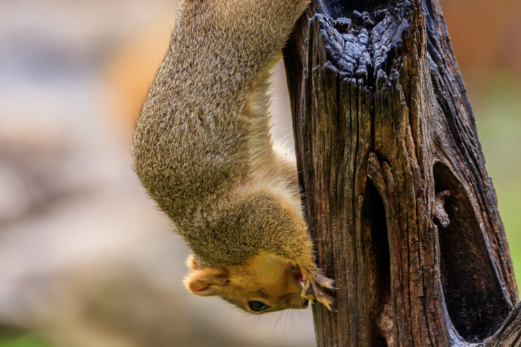Fox Squirrel - Upsidedown