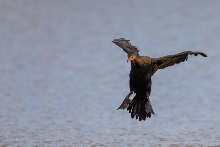 Double-crested Cormorant - Town Lake