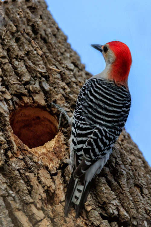 Red-bellied Woodpecker - Town Lake