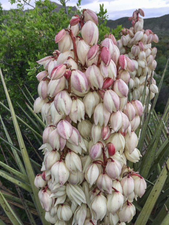 Beaked yucca, Thompson Yucca, Thompson's Yucca, Thompson's yucca, Yucca thompsoniana Trel.