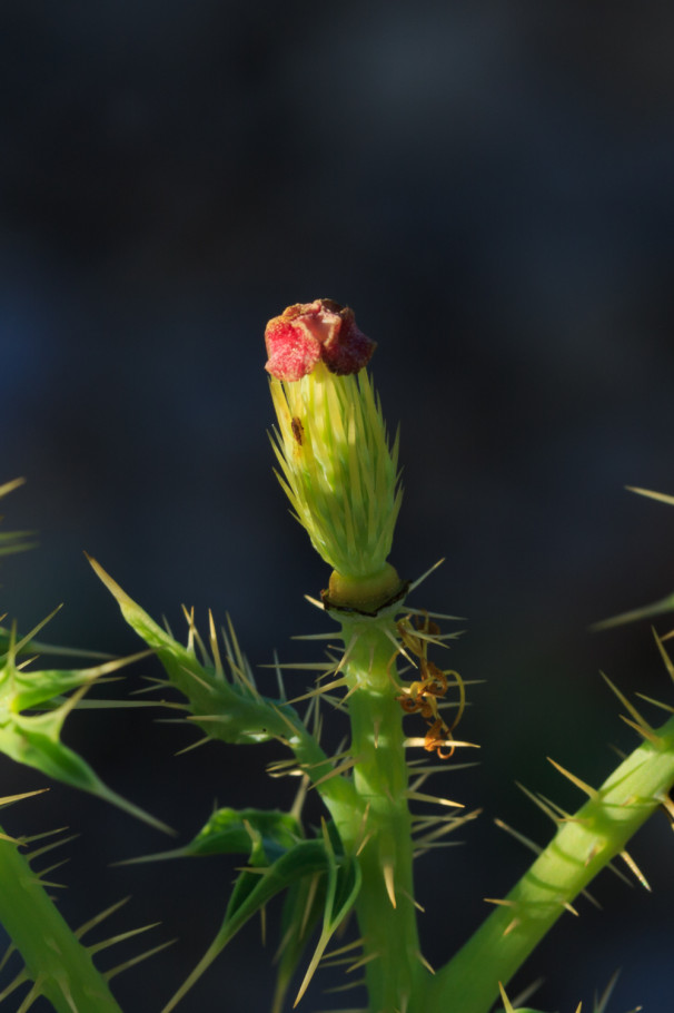 Chisos Pricklypoppy
