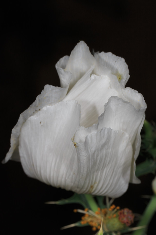 Chisos Pricklypoppy