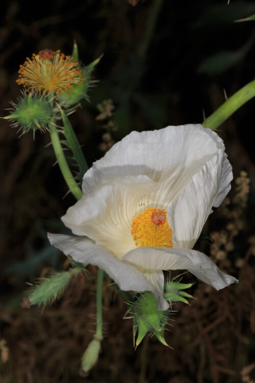 Argemone aurantiaca G.B. Ownbey
Texas pricklypoppy, Texas pricklypoppy