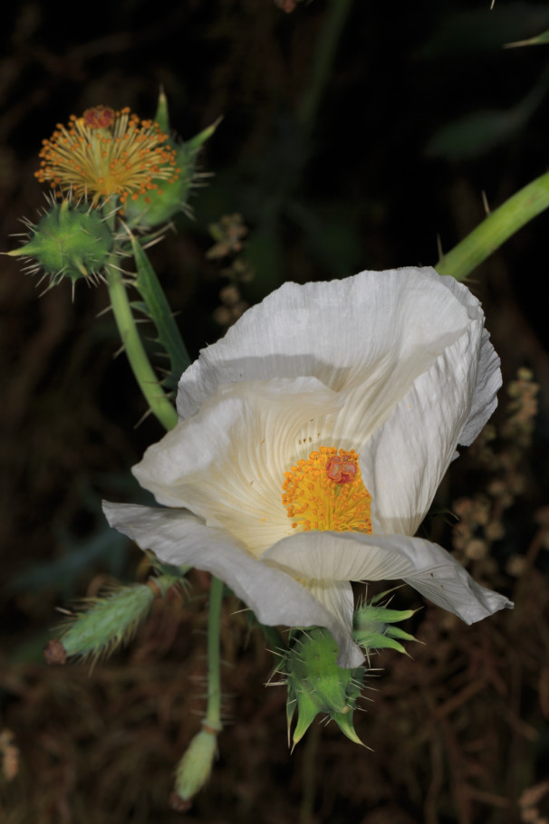 Chisos Pricklypoppy