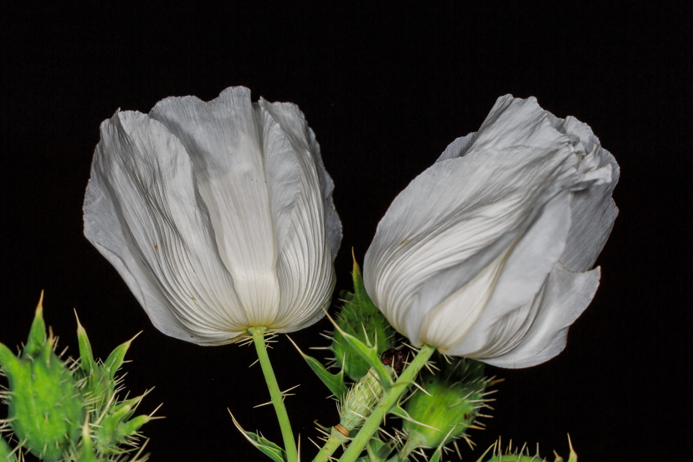Chisos Pricklypoppy
