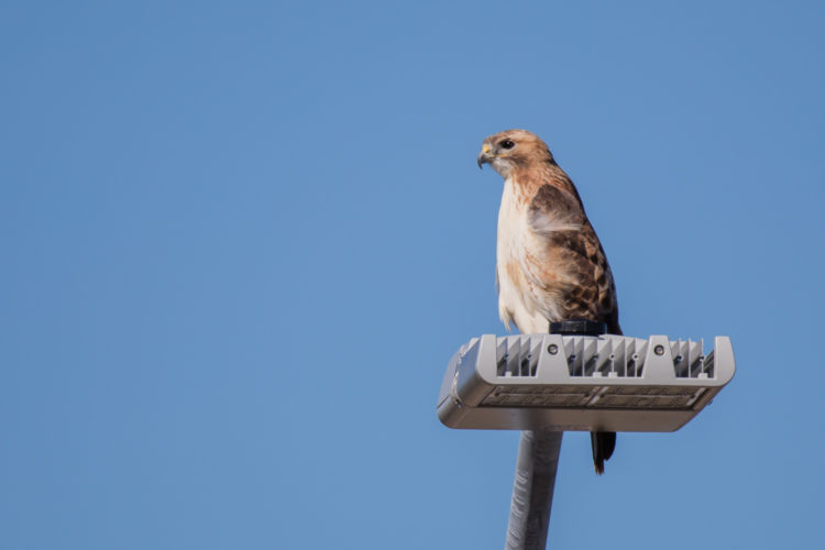 Red-tailed Hawk - MoPac Highway