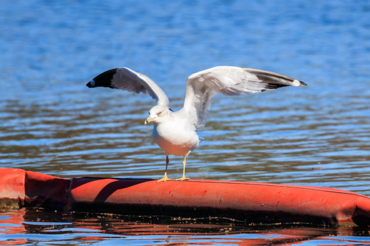 Ring-billed Gull - Town Lake