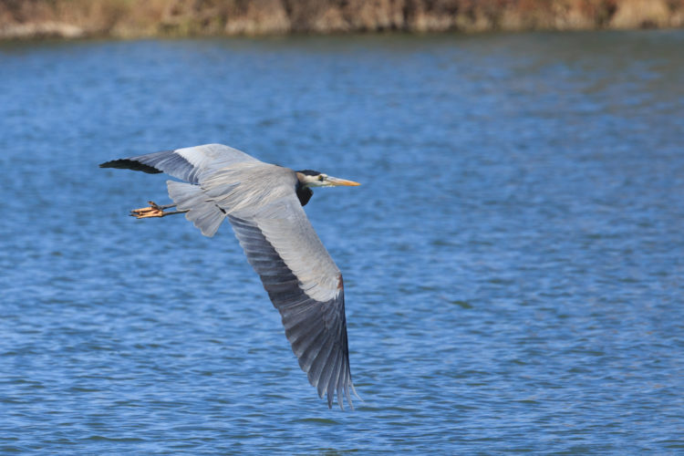 Great Blue Heron - Town Lake